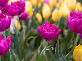Tulip flower with green leaf background in tulip field at winter