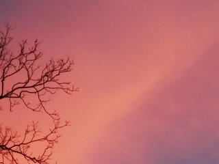 abstract background with flowers and butterflies