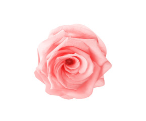 Light pink rose flowers patterns colorful petal top view isolated on white background and clipping path