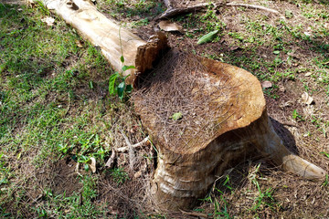 The tree that was cut down but only the stump.