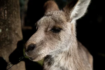 Fotobehang Closeup of a grey baby kangaroo sleeping in woods with a dark blurry background © Anthony Rao/Wirestock