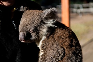 Brown baby koala sleeping on the chest of a smiling human with a blurry background © Anthony Rao/Wirestock