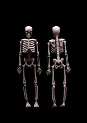 Fototapeta na wymiar Human skeleton isolate on a black background. Model of the human skeleton in front and from the back.