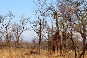 Giraffe 1