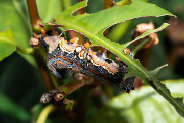 Caterpillar munching on leaves, crawling along branches and twigs
