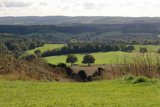 Two oak trees surrounded by lush green countryside and rolling hills of the Surrey Hills close to village of near Newlands Corner, Shere, Gomshall near Guildford