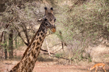 Giraffe (Giraffa)