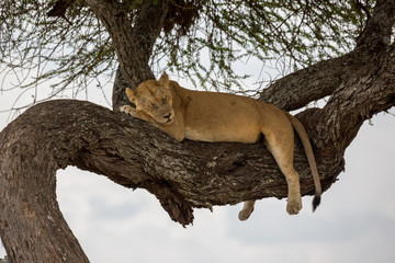 Löwe (Panthera leo)