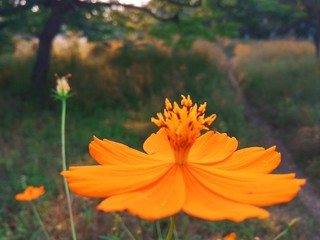 orange flower in the garden