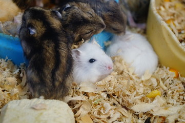 Hamsters are either sleeping or playing, very cute