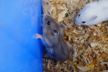 Hamsters are either sleeping or playing, very cute