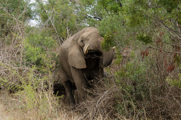 Obraz premium Eléphant d'Afrique, Loxodonta africana, Parc national Kruger, Afrique du Sud