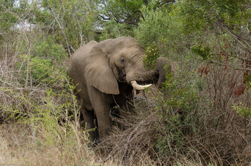 Obraz premium Eléphant d'Afrique, Loxodonta africana, Parc national Kruger, Afrique du Sud