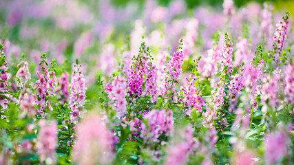 Obraz premium panorama of blooming Angelonia flower field in soft focus, Thai forget me not