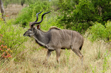 Grand koudou, Tragelaphus strepsiceros, mâle, Parc national du Kalahari, Afrique du Sud