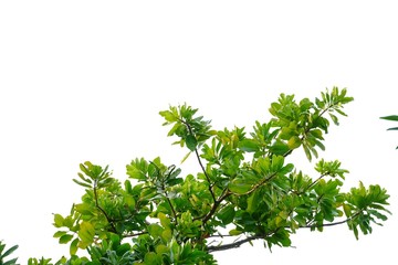 Tropical tree leaves with branches on white isolated background for green foliage backdrop and copy space 
