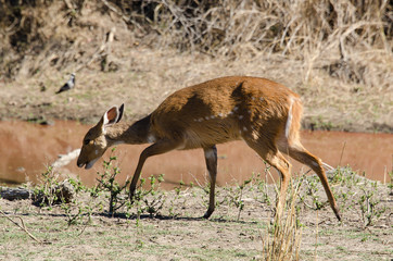 Guib harnaché, Tragelaphus scriptus, femelle, Parc national Kruger, Afrique du Sud