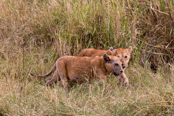 Löwe (Panthera leo)