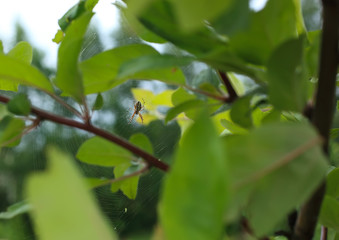 Close up of a spider in nature. Amazing nature. Close up of a spider making web. Macro photography of nature.