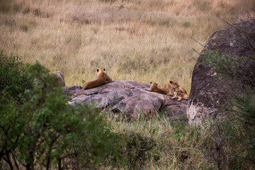 Löwe (Panthera leo)