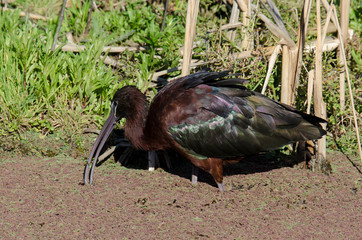 Ibis falcinelle,.Plegadis falcinellus, Glossy Ibis