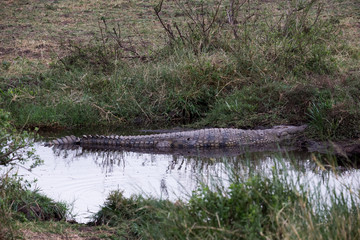 Krokodil im Ngorongoro-Nationalpark