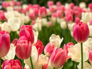 Pink and white tulips blooming in the garden