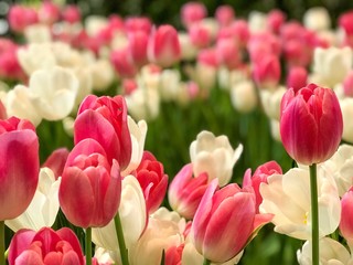 Fototapeta premium Pink and white tulips blooming in the garden