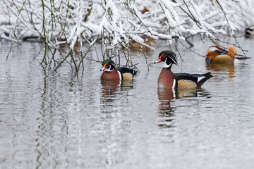 wood duck in winter