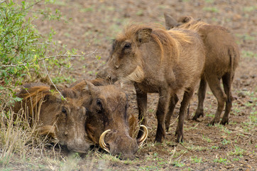 Phacochère commun, Phacochoerus africanus, Afrique du Sud