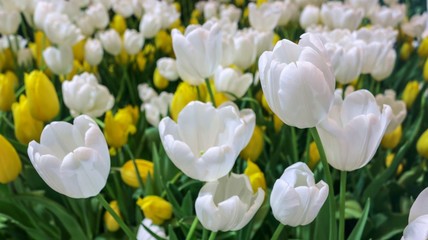 white and yellow tulip flowers blooming green leaves background