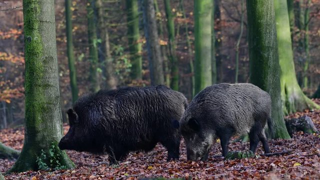 Wild boar male standing with female in the forest, autumn, (sus scrofa), germany
