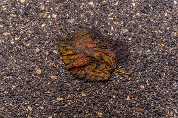 A fall leaf of lays down on a street pavement on rainy day