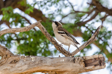 Républicain social,.Philetairus socius, Sociable Weaver, Parc national Kalahari Gemsbok, parc...