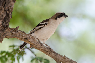 Républicain social,.Philetairus socius, Sociable Weaver, Parc national Kalahari Gemsbok, parc transfrontalier de Kgalagadi, Afrique du Sud