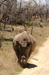 Fototapeta premium Rhinocéros blanc, white rhino, Ceratotherium simum, Parc national Kruger, Afrique du Sud