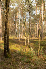 View over Nationaal Park Veluwe Zoom near Rozendaal in The Netherlands, a national park.