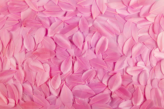 Background Texture Of Pink Feathers