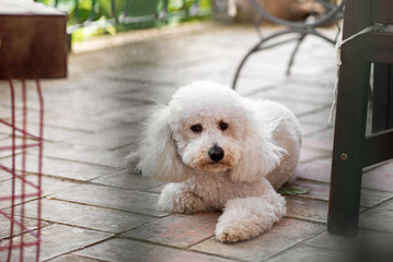 Cute little curly white poodle lying on a patio