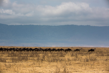 Gnus