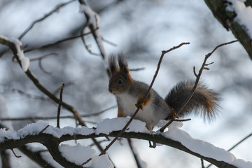 Red eurasian squirrel in winter park