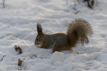 Red eurasian squirrel in winter park