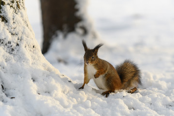 Red eurasian squirrel in winter park