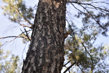 a squirrel on the tree