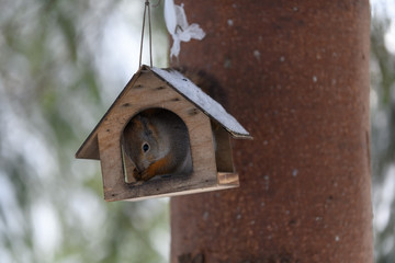 Red eurasian squirrel in winter park