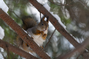 Red eurasian squirrel in winter park