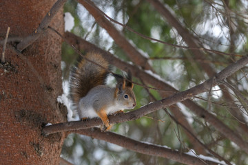 Red eurasian squirrel in winter park