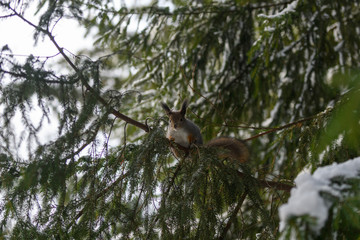 Red eurasian squirrel in winter park