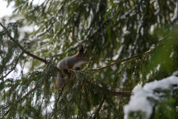 Red eurasian squirrel in winter park