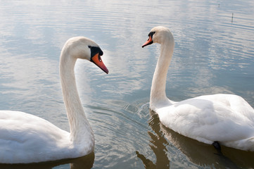 white swans on an autumn lake on a sunny day